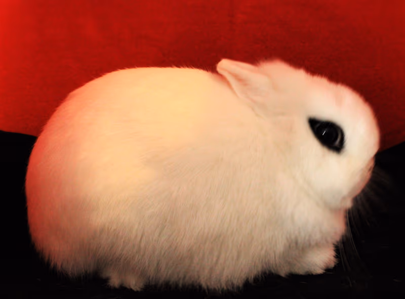 Hotot nain