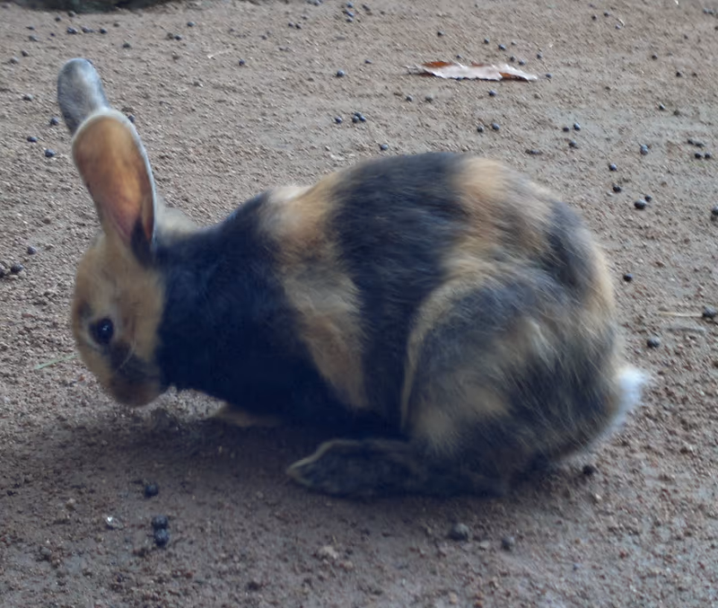Japonais (lapin)
