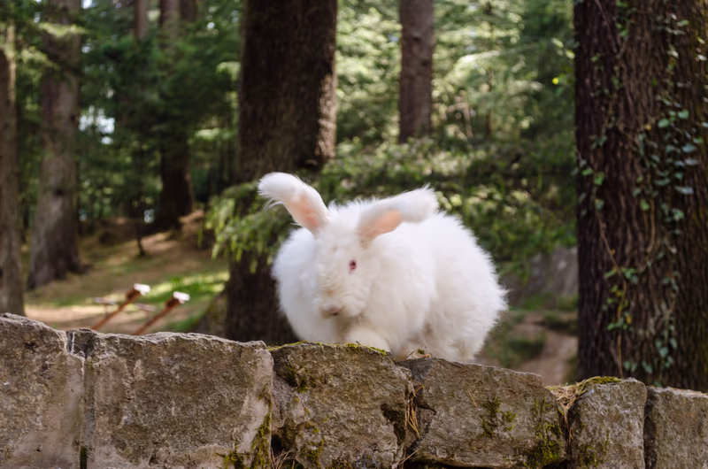 Lapin angora