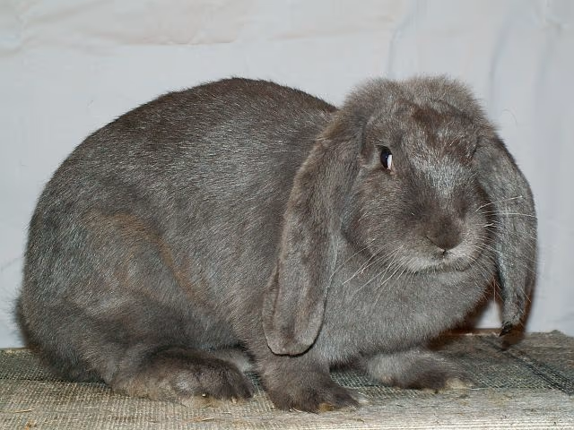 Lapin Géant Papillon Français
