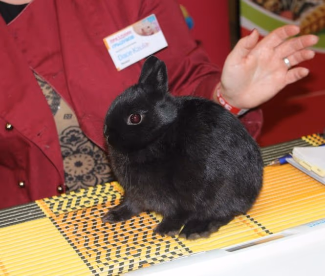 Lapin nain