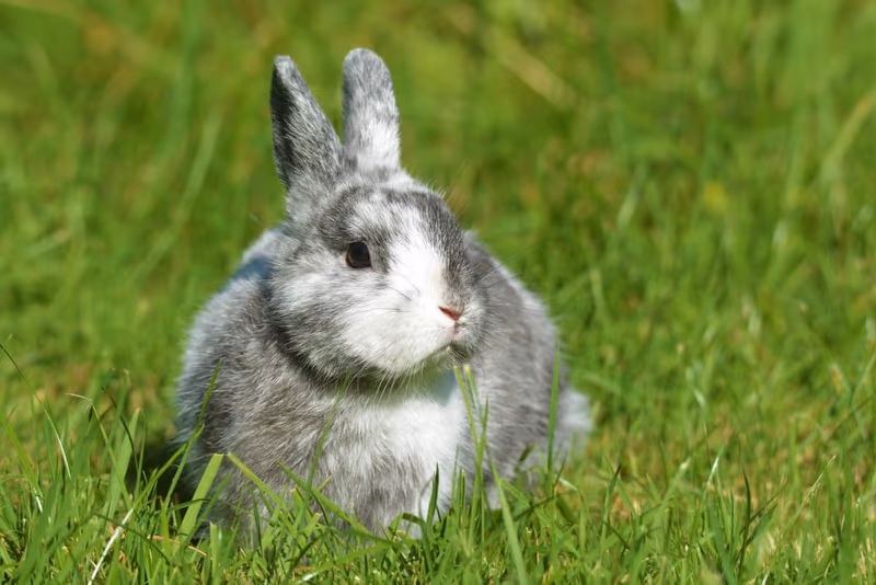 Lapin nain de couleur