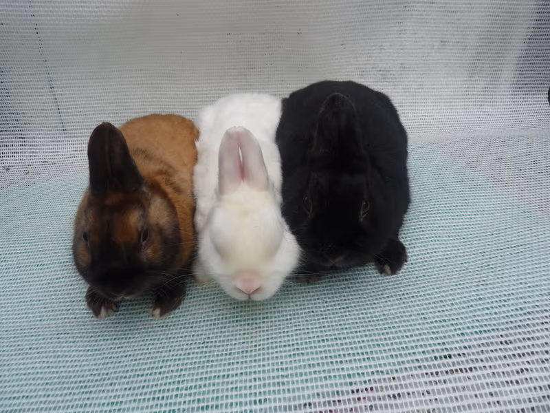 Lapin nain satin