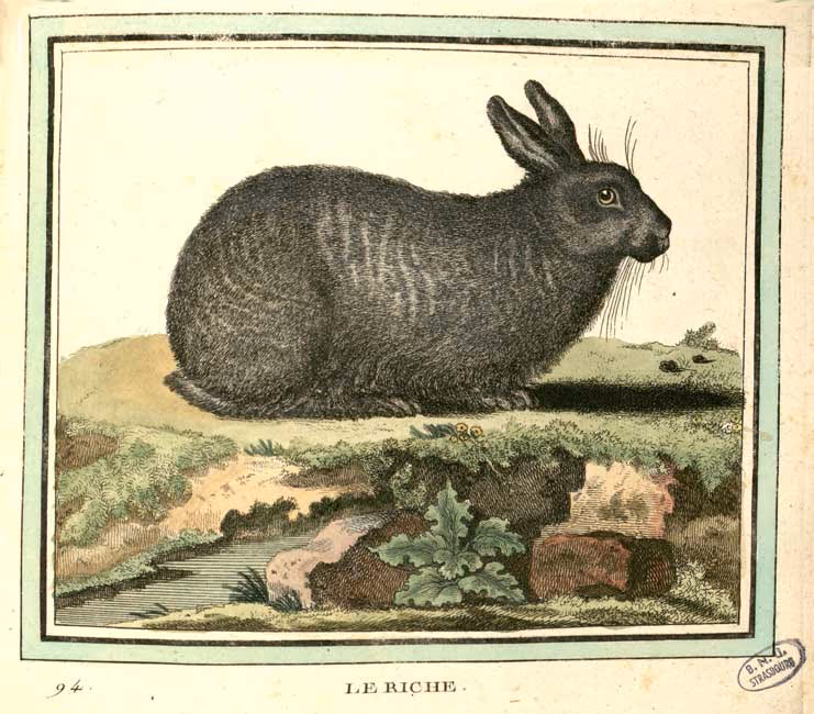 Lapin riche