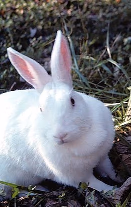 Néo-zélandais (lapin)