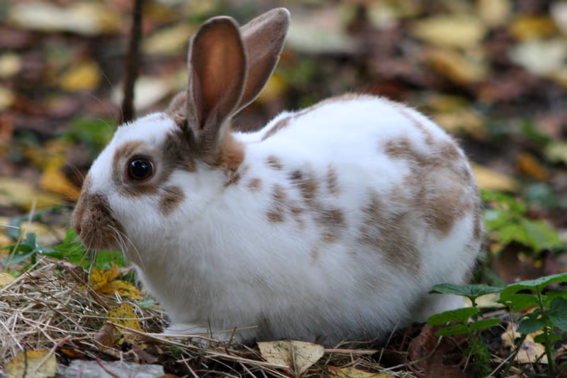 Papillon anglais