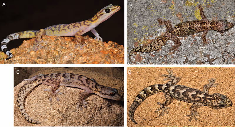 Afroedura bogerti