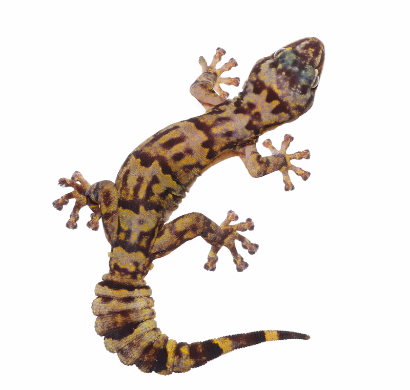 Afroedura hawequensis