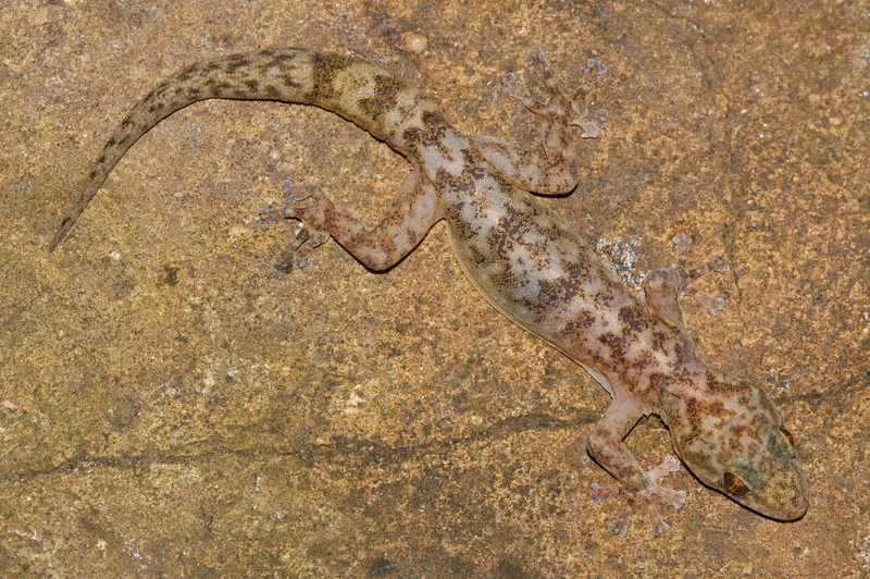 Afroedura multiporis