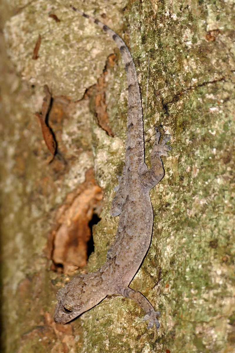 Afroedura pondolia