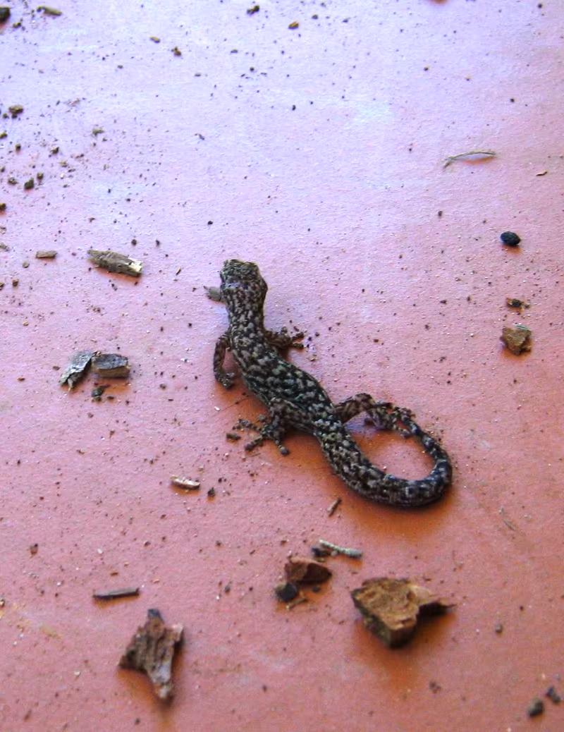 Afrogecko