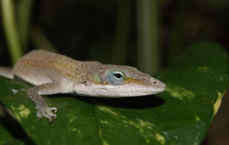 Anolis