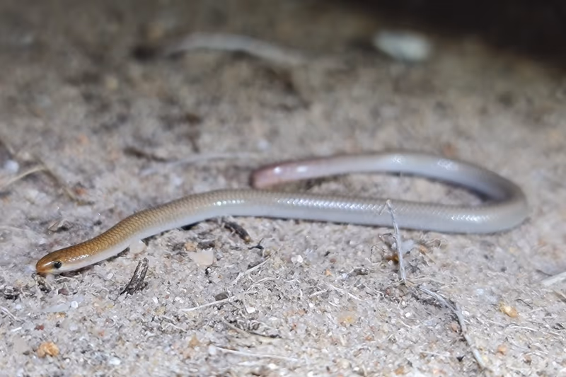 Aprasia inaurita