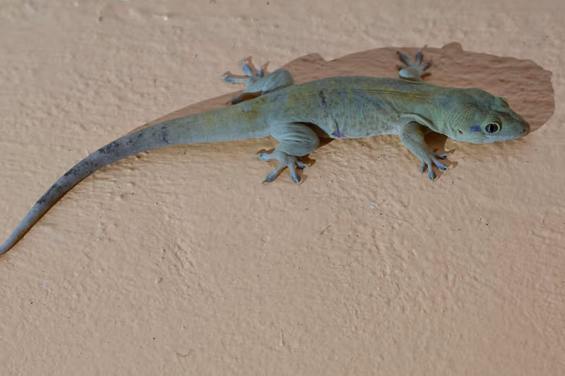 Aristelliger georgeensis