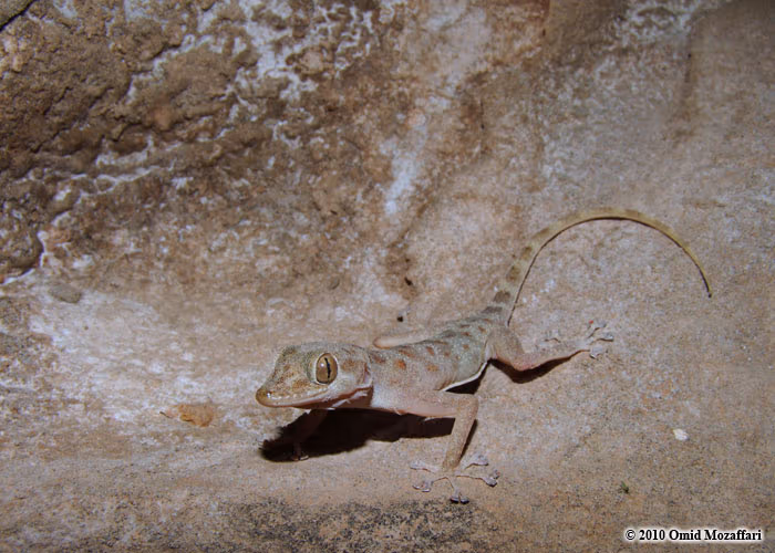 Asaccus