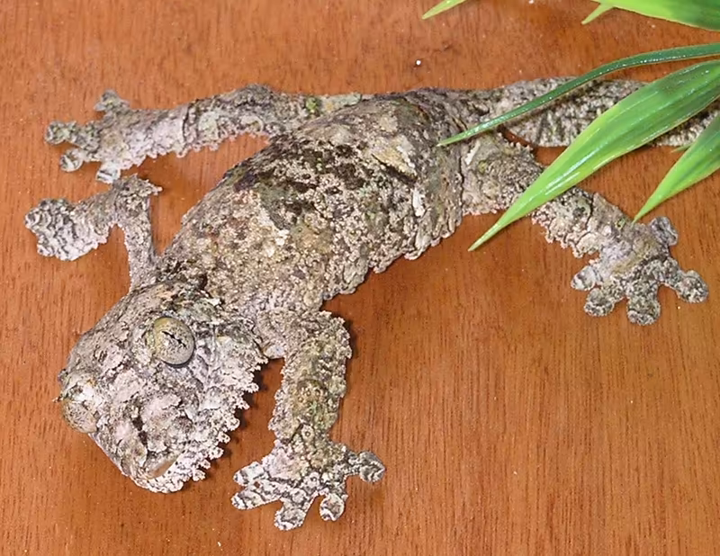 Biologie des geckos