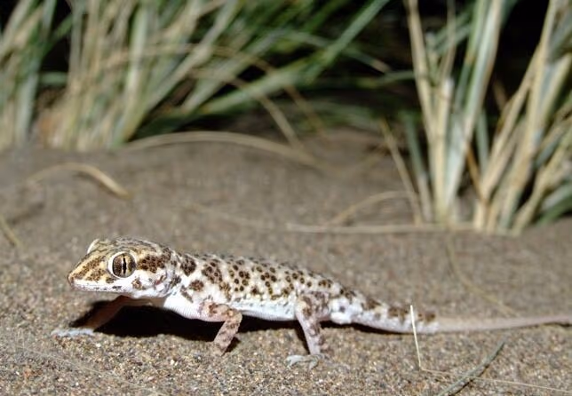 Bunopus