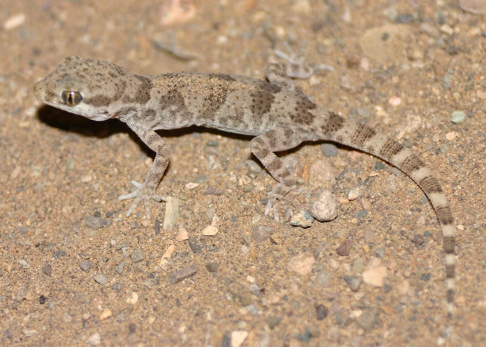 Bunopus crassicauda