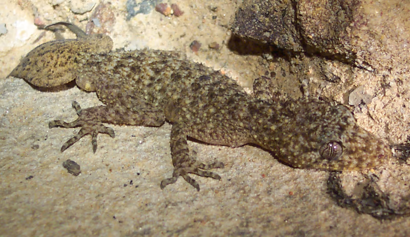 Carphodactylidae