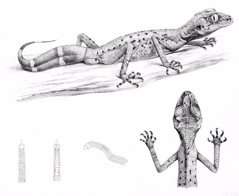 Carphodactylus laevis