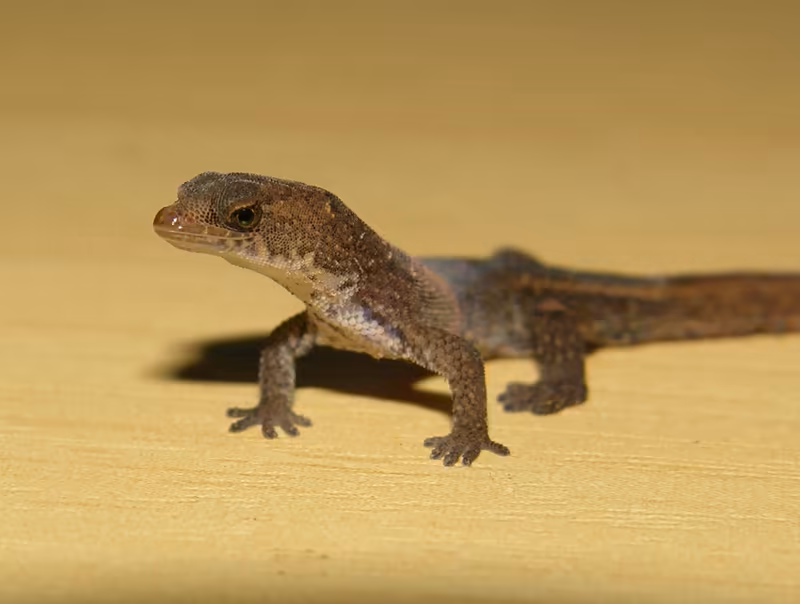Chatogekko amazonicus