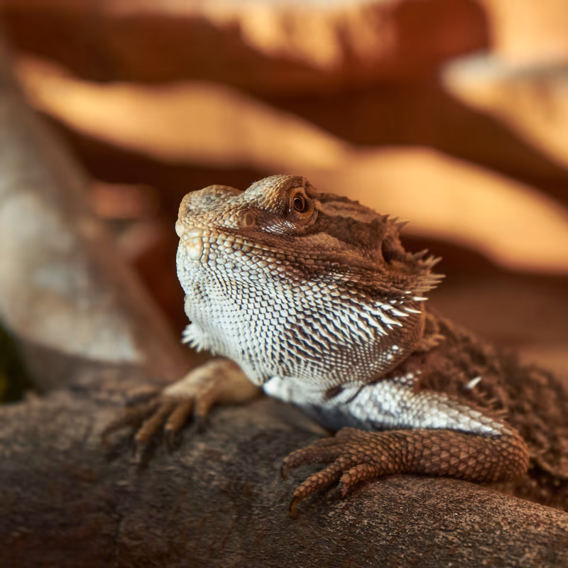 Dragon Barbu