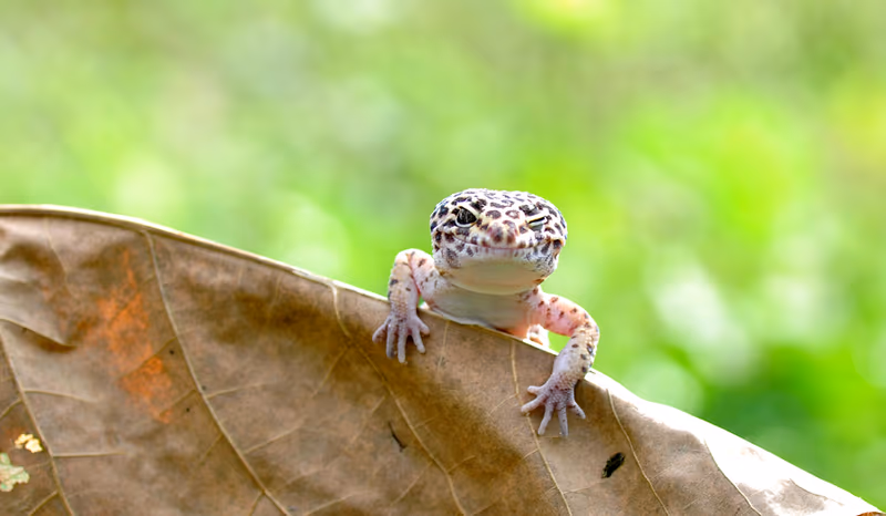 Gecko Léopard