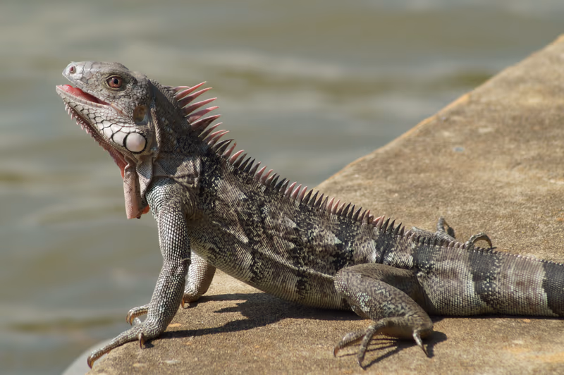 Iguane