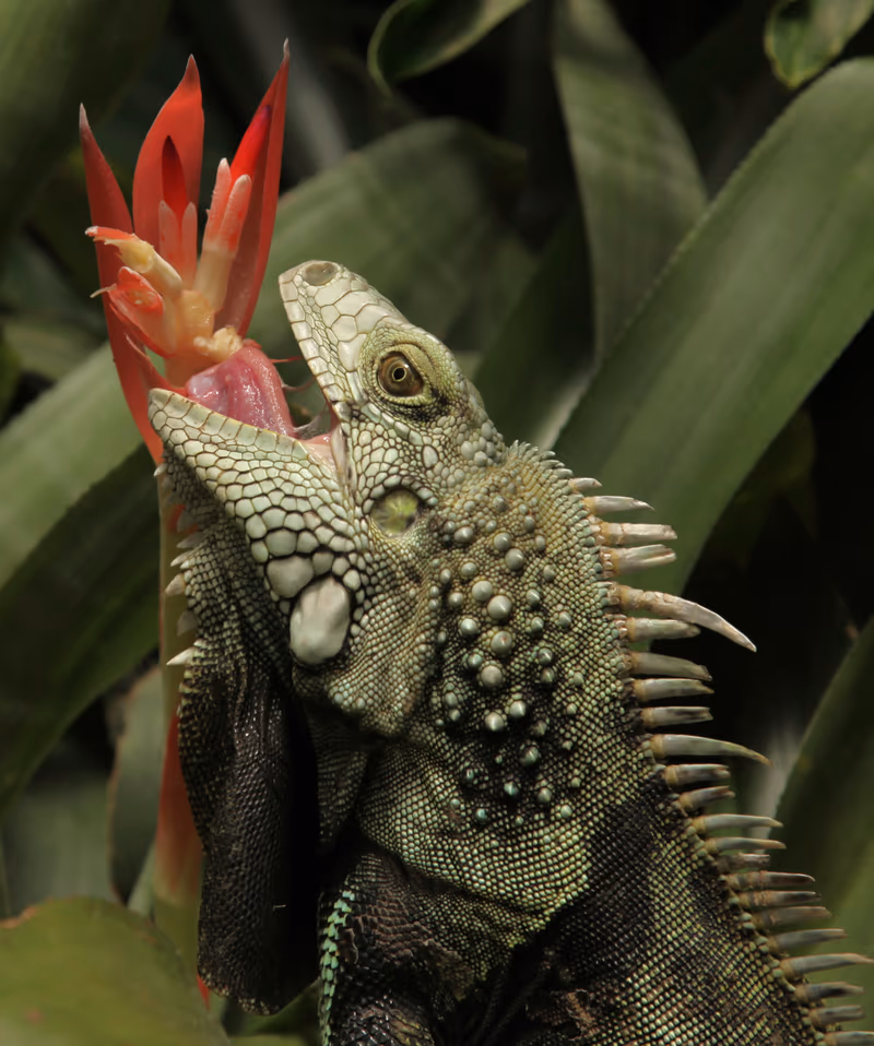 Iguane Vert