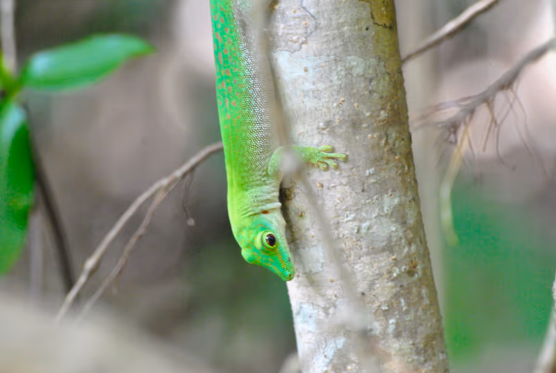 Phelsuma