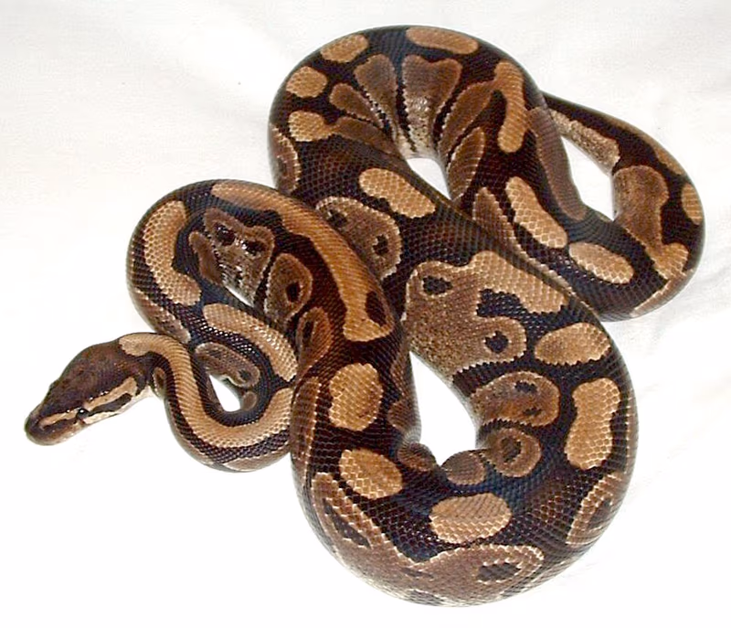 Python Royal