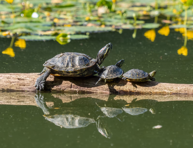 Tortue Aquatique