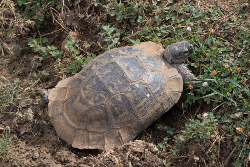 Tortue Grecque