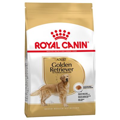 Golden Retriever Adult