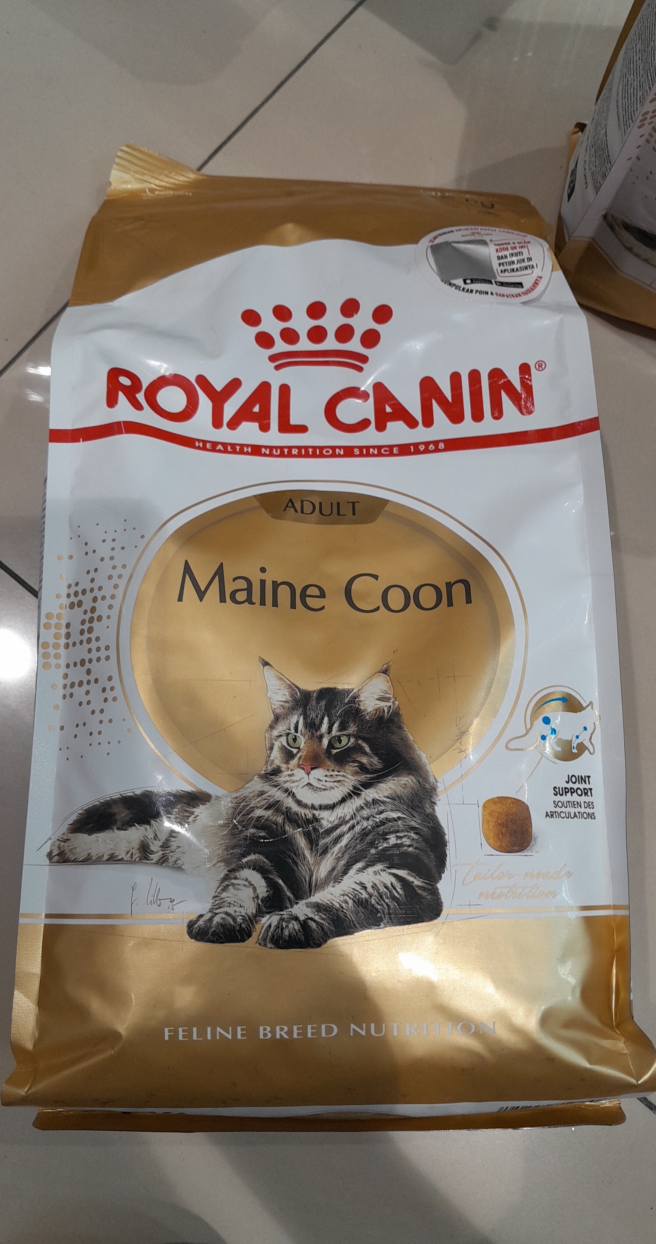 Maine Coon Adult
