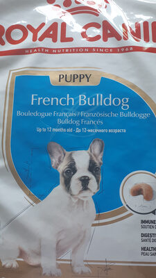 French Bulldog Adult