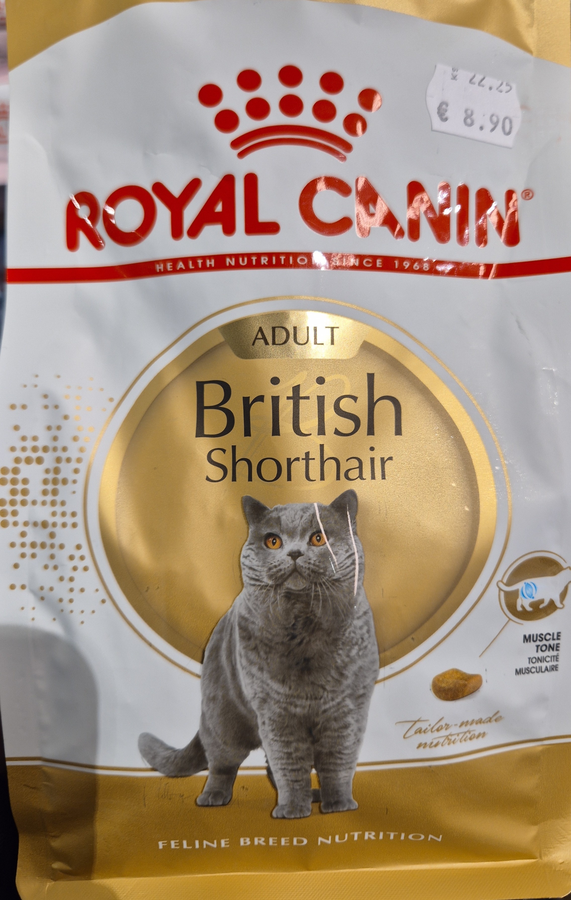 British Shorthair Adult